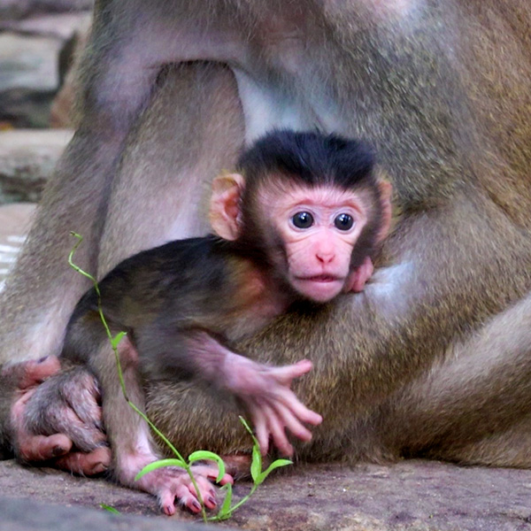Monkey 2daily
